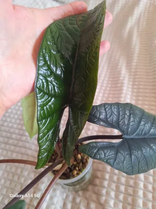 Alocasia Scalprum Planta