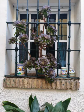 Reja de hierro macizo para ventana