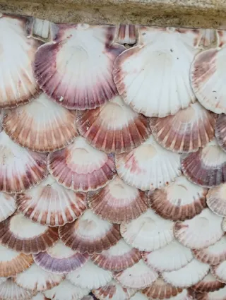 Conchas decorativas