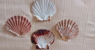 Conchas decorativas