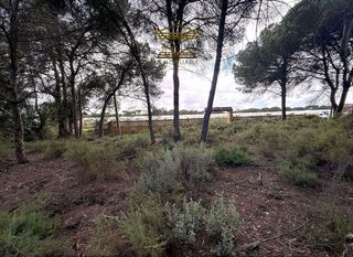 Terreno en venta en Bonares