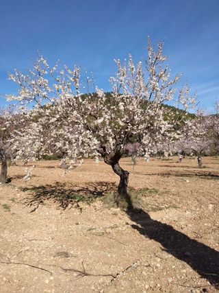 Terreno en venta en Mula