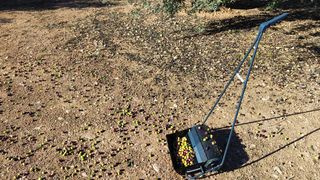 Recolector aceitunas manual N1