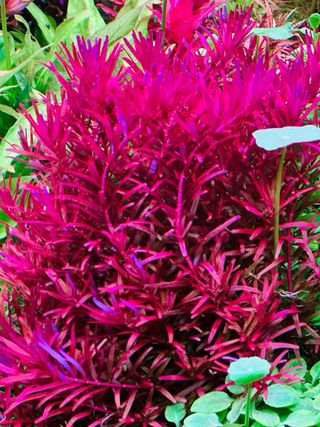 Lote de 5 Plantas de Acuario Variadas y Coloridas