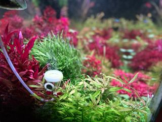 Lote de 5 Plantas de Acuario Variadas y Coloridas