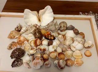 Conchiglie miste mare decorazione