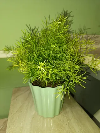 Planta Asparagus Densiflorus