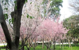 Cámara Digital Canon IXUS 140