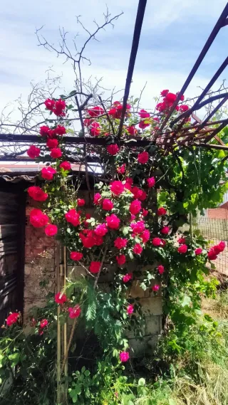 Vendo parcela edificable en calle Fernando II.