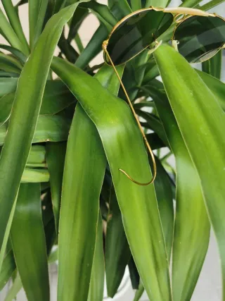 Occhiali Ray Ban Aviator Oro Lenti Verdi