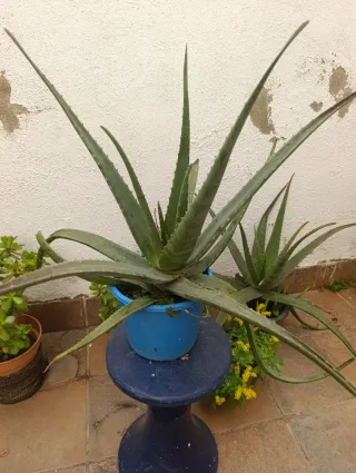 Planta Aloe Vera Grande