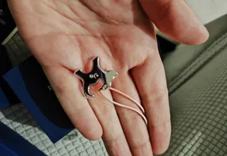 Collar Swarovski Oso Rosa y Plata