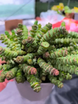 Suculentas y cactus
