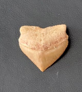 Autentico Squalicorax Cordon Negro Bolita Colores