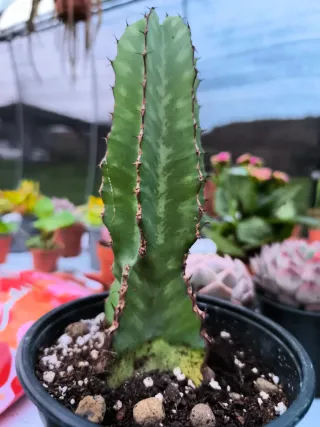 Suculentas y cactus