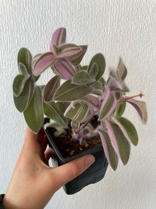 Tradescantia Sillamontana f. variegata