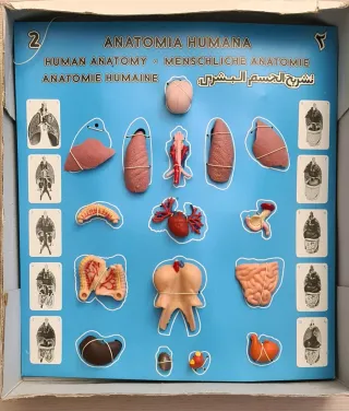 Juego Anatomía Humana Serima