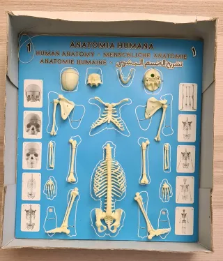 Juego Anatomía Humana Serima