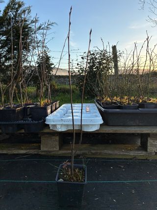 Aronia Melanocarpa Little Helpers