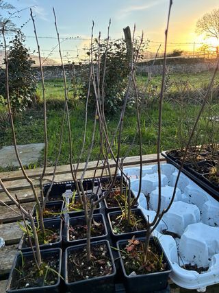 Aronia Melanocarpa Little Helpers