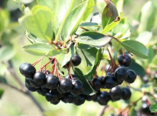 Aronia Melanocarpa Little Helpers