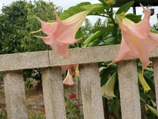 Brugmansia Rosa
