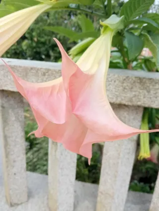 Brugmansia Rosa
