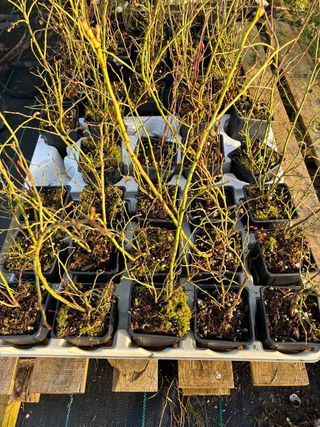 Planta Arándano Doble Cosecha