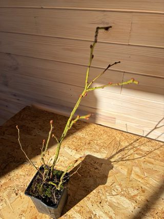 Planta Arándano Doble Cosecha