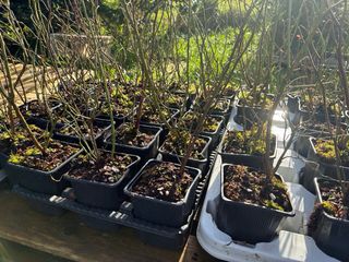 Planta Arándano Doble Cosecha