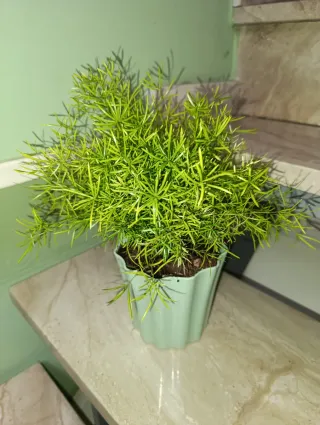 Planta Asparagus Sprengeri