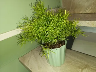 Planta Asparagus Sprengeri