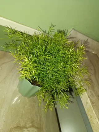 Planta Asparagus Sprengeri