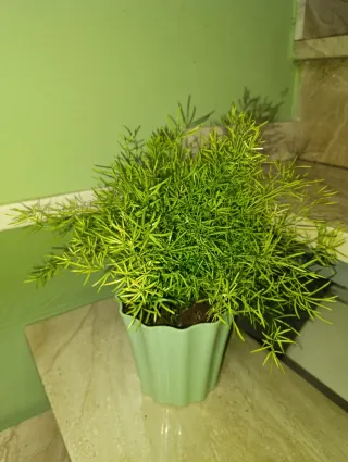 Planta Asparagus Sprengeri