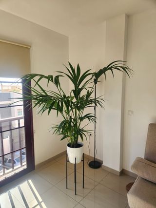 Palmera Kentia 1.5m de altura super frondosa