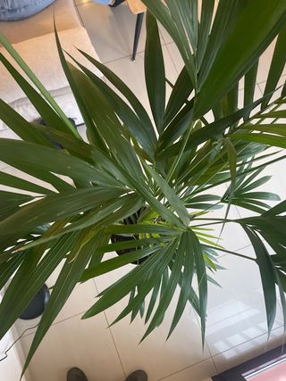 Palmera Kentia 1.5m de altura super frondosa