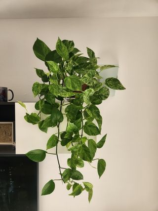 Planta Poto Tricolor