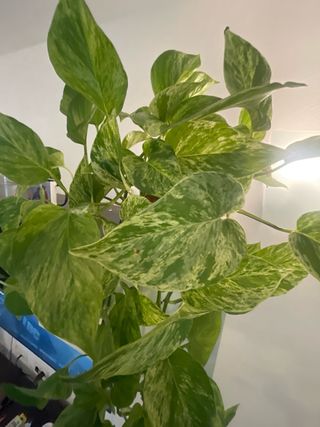 Planta Poto Tricolor