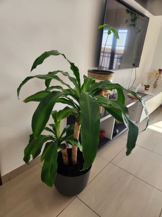 Planta tronco brasil