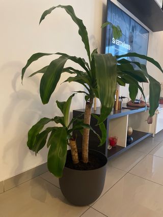 Planta tronco brasil