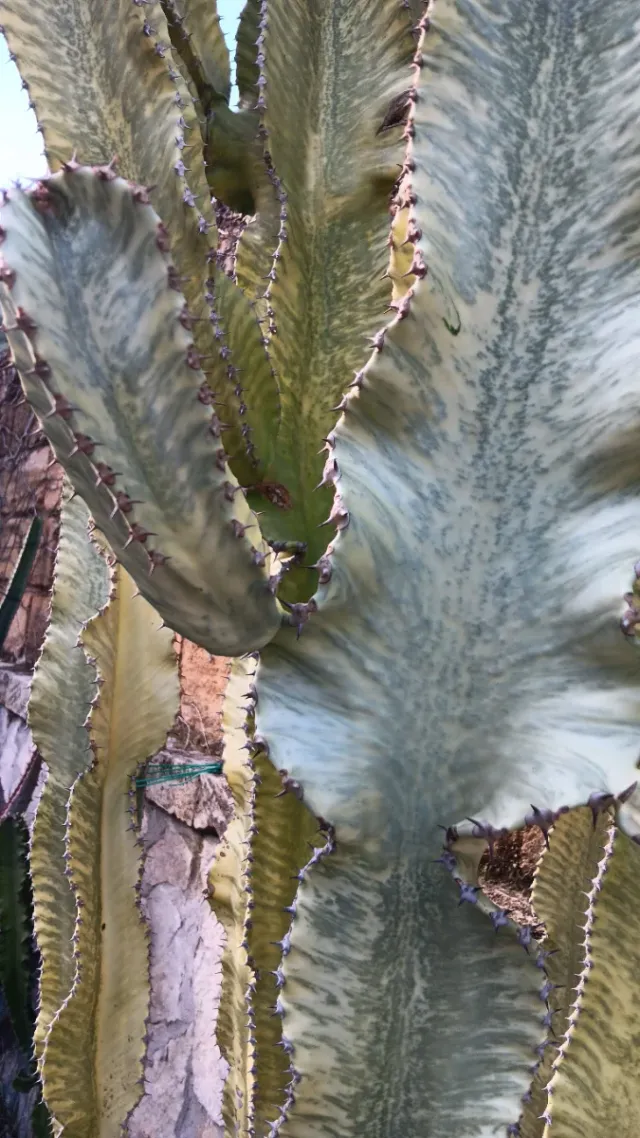 Talea Euphorbia Variegata pianta grassa