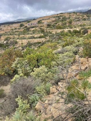 Terreno en venta en Arico