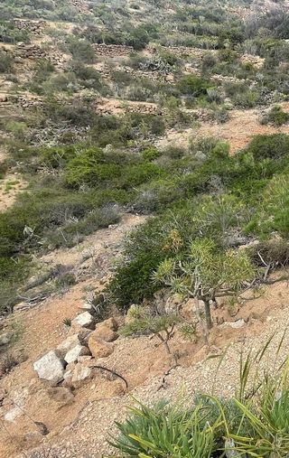 Terreno en venta en Arico