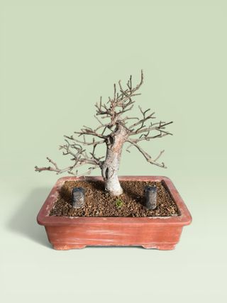 Bonsái Olmo Chino Ulmus parvifolia