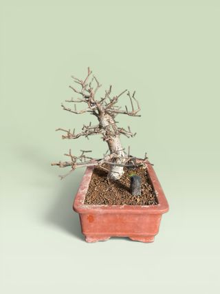 Bonsái Olmo Chino Ulmus parvifolia