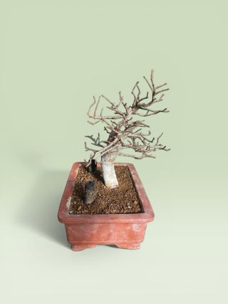 Bonsái Olmo Chino Ulmus parvifolia