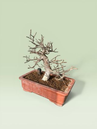 Bonsái Olmo Chino Ulmus parvifolia