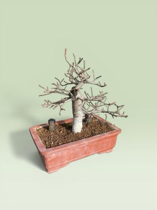 Bonsái Olmo Chino Ulmus parvifolia