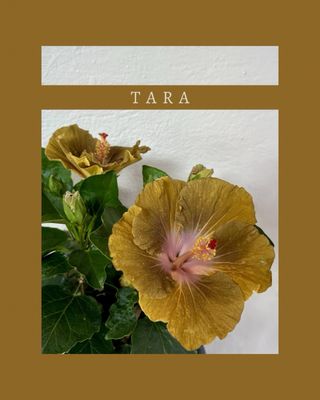 Plantas de exterior Hibiscus