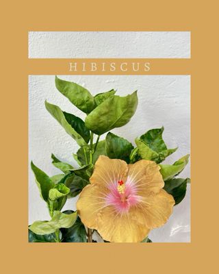 Plantas de exterior Hibiscus